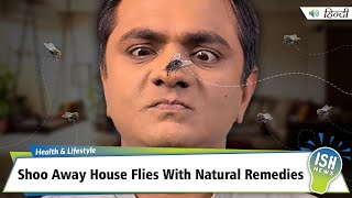 Shoo Away House Flies With Natural Remedies  ISH News [upl. by Akered]