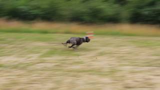 American bandog  coursing time [upl. by Arther796]