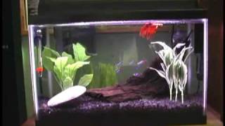 5 Gallon Betta Neon Community Fish Tank [upl. by Nitas]