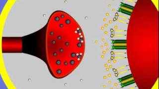 4 Synapse Structure and Function [upl. by Norb]