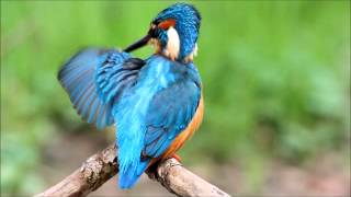 Kingfisher  Eisvogel  Isfugl [upl. by Moonier]