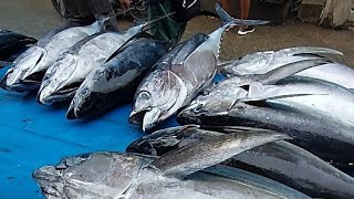 Live 26 May 24 ‼️ Cutting Fresh Yellowfin Tuna [upl. by Ewen]