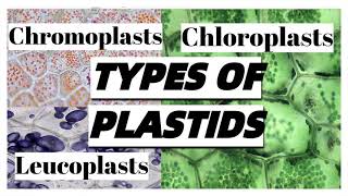 Types of PLASTIDS in plant cells and their functions [upl. by Izawa397]