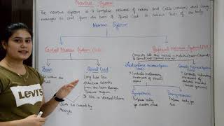 Nervous System in Hindi  Brain  Spinal Cord  Central amp Peripheral Nervous System [upl. by Grosberg]