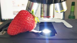 Strawberry Under the Microscope — The Amazing Microscopic World [upl. by Palladin]