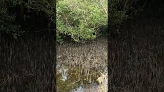 Pneumatophores  Mangrove [upl. by Mcculloch]