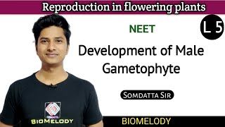 Development of Male Gametophyte  NEET  NCERT EnglishHindi Bilingual [upl. by Recnal621]