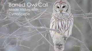 Barred Owl call made visible with CymaScope [upl. by Andrien608]