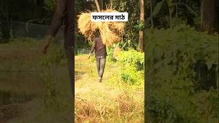 এই মানুষগুলো কতটা পরিশ্রমী work fild ফসলেরমাঠvillagevideovillagelifestvillagelife youtube [upl. by Rotce]