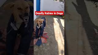 Rabies in Dogs drrahulpetscare shorts streetdog straydogs shortvideo [upl. by Lampert673]