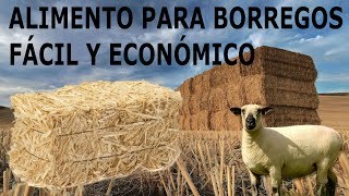 Alimento FÁCIL y ECONÓMICO para BORREGOS [upl. by Spaulding904]