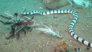 A Poisonous Sea Snake [upl. by Samuella]