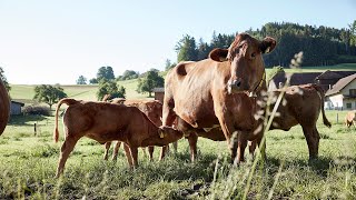 Schweizer Weiderind aus MutterkuhHaltung  Transgourmet Origine [upl. by Engamrahc]