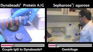 Immunoprecipitation NOW in 30 mins Dynabeads vs Sepharose [upl. by Pepper798]