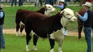 Herefords Wodonga Show and Sale 2012 Source Digitalfarmtv [upl. by Hcire]