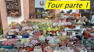 Tour Primera parte Suculentas lasplantasdegeral suculentas sedum jardin sedumsinforosanum [upl. by Corso]