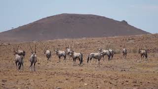 Antelope sounds  amazing antelope noises [upl. by Leicam]