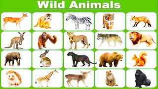 Animals Vocabulary in English  Wild Animals  Animals Names animalsvocabulary [upl. by Olson663]