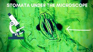 Stomata under the microscope  With explanation and structure  40x 100x 400x [upl. by Yila]