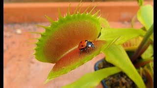 Large Venus Flytrap swallows ladybug [upl. by Gottuard]