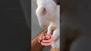 Rabbit snuffles or common upper Respiratory disease of bunnies signSymptoms and Treatment shorts [upl. by Gnaoh]