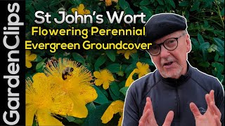 St Johns Wort groundcover Hypericum calycinum  pollinator friendly flowering evergreen groundcover [upl. by Hyacinthe134]