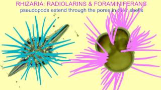 PSEUDOPODS IN RADIOLARINS amp FORAMINIFERANS [upl. by Licha]