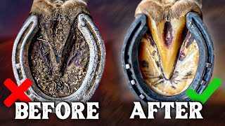 Horse Shoe Restoration and Hoof Cleaning Before and After [upl. by Ssej]