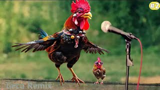 JGeco  Chicken Dance Original The hens Rooster dancing song 2  2024 2 [upl. by Lekzehcey]