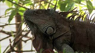 AGUAS TRANQUILAS  Documental Naturaleza HD 1080p  Grandes Documentales [upl. by Erodoeht]