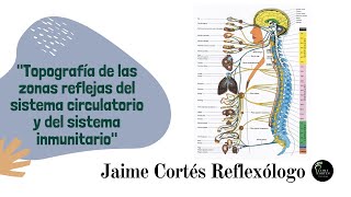 Topografía de las zonas reflejas del sistema circulatorio y del sistema inmunitario [upl. by Rafat539]