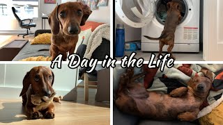 A day in the life of a mini dachshund puppy [upl. by Eisinger]