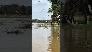 Crocodilos do pantanal [upl. by Scarito]