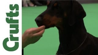 Crufts 2012  Dobermann Best of Breed [upl. by Slaughter419]