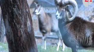 Monte Peglia falchi e altri rapaci ritornano in libertà al centro della Forestale [upl. by Buchanan154]