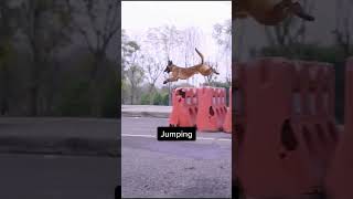 🚀 Belgian Malinois SkyHigh Jumps That Defy Gravity 🐕💨  Epic Athletic Feats Ishortsvideo [upl. by Leahcimal]