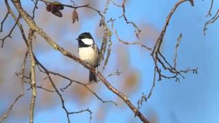 Coal tit  Periparus ater [upl. by Aicala258]