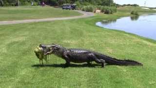 Oyster Bay Golf Links  Alligator [upl. by Idell]