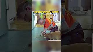 Perro se Asfixia con Comida shorts [upl. by Letty]