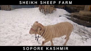 Kashmiri High breed sheep in snow  beautiful video of snow kashmirimerinosheep sheepfarming [upl. by Ahsitauq462]