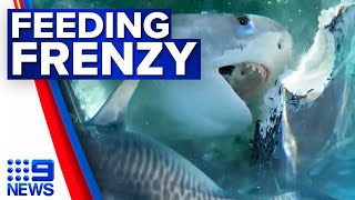 Fisherman films incredible shark feeding frenzy off WA coast  9 News Australia [upl. by Linad957]