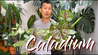 Caladium Care Tips and Propagation  WITH UPDATES [upl. by Pogah]