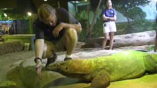 Visiting Faust the Komodo dragon at Shedd Aquarium [upl. by Shena]