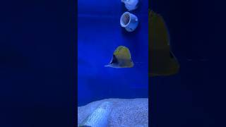 Longnose Butterflyfish is settling in well shorts butterfly longnosebutterfly aquarium fish [upl. by Eiduj643]