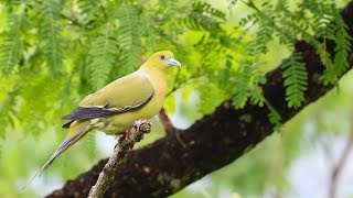 Pin Tailed Green Pigeon  Darjeeling [upl. by Mano330]