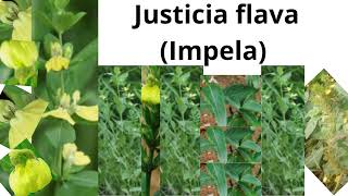 Justicia flava Impela [upl. by Frasquito]