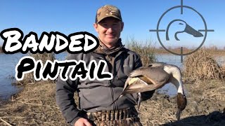 BANDED PINTAIL on Public Refuge California Public Land Duck Hunting  1219 [upl. by Mills]