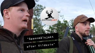 Spannmålsjakt efter Vildsvin I Antonsjakt [upl. by Nanoc]