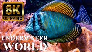 Underwater World 8K ULTRA HD – Marine Life Sea Animals and Coral Reef [upl. by Nikkie]