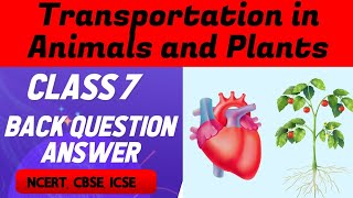 Transportation in Animals and Plants Class 7 Question Answers Class 7 Chapter 11 Question Answers [upl. by Calida]